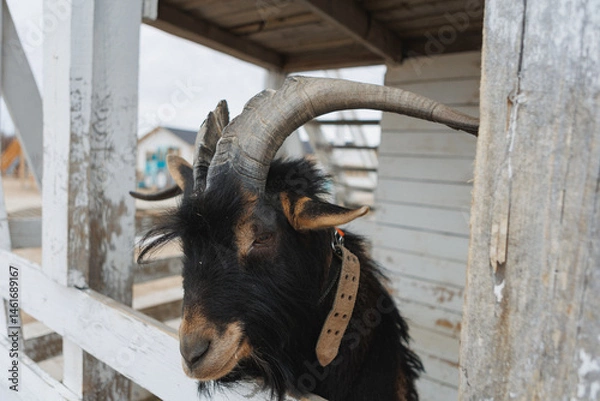 Obraz A goat that has long and impressive horns is standing next to a wooden fence