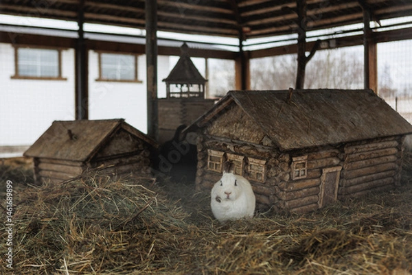 Obraz A white rabbit sits in hay in front of a wooden house