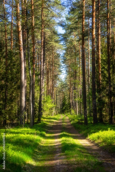 Obraz Wiosenna zieleń Puszczy Knyszyńskiej , Podlasie, Polska