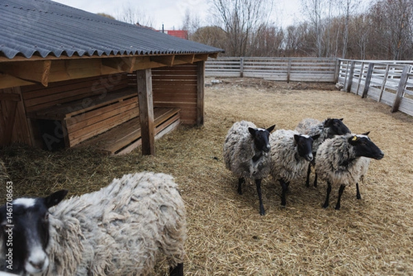 Obraz A herd of sheep is standing closely next to each other in a pen