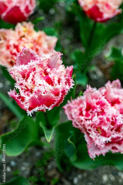 Obraz Pink and white tulip with a fuzzy look