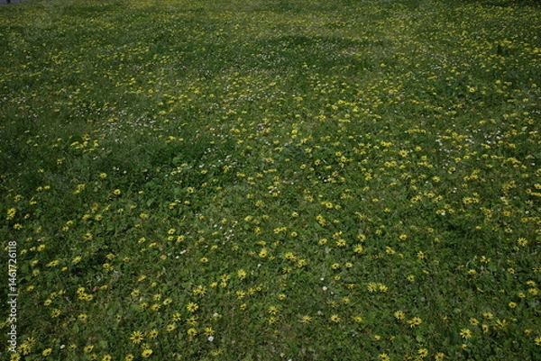 Obraz Vegetation in the forest