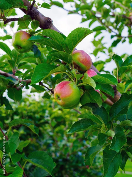 Obraz apples on the branches of a tree