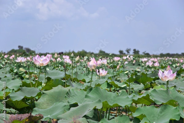 Obraz lotus flower and Lotus flower plants in the pond 