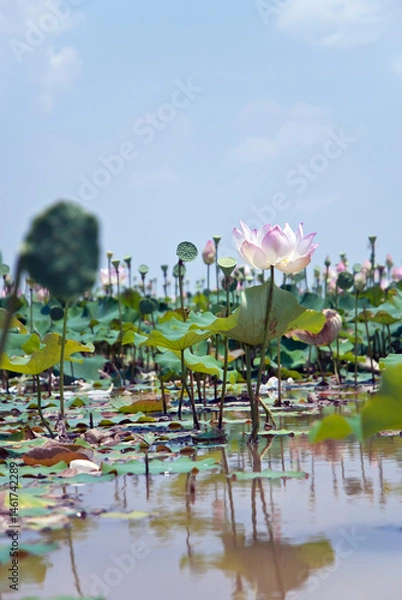 Obraz lotus flower and Lotus flower plants in the pond 