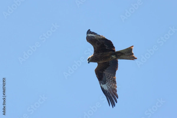 Fototapeta Black kite (Milvus migrans) in flight