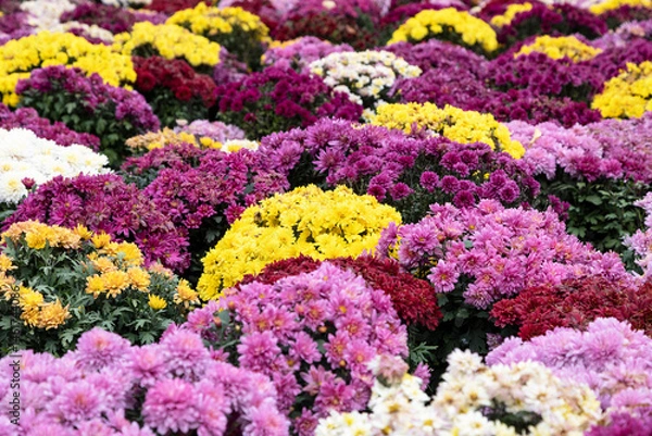 Fototapeta Background of blooming chrysanthemums of different colors