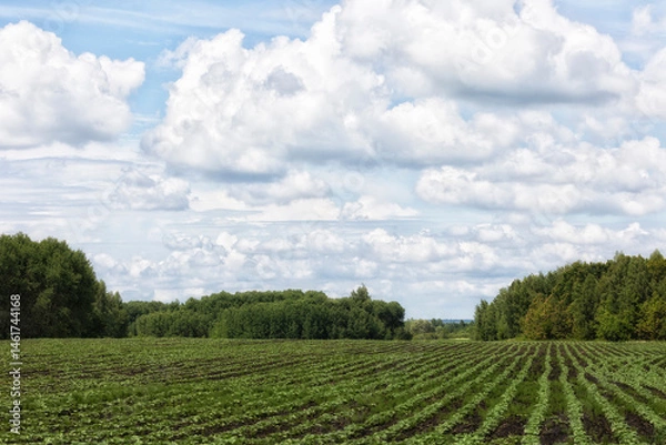 Fototapeta Field with rows of green sprouts