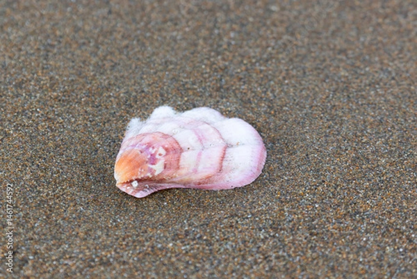 Fototapeta A shell lies on the sea sand close-up