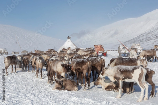 Fototapeta large herd of reindeers in winter, Yamal, Russia