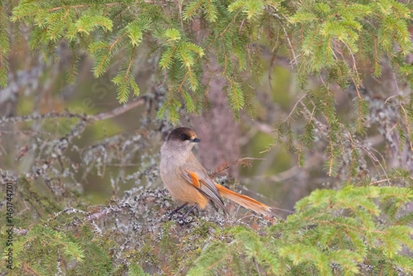 Fototapeta Siberian jay sits on a tree, close up