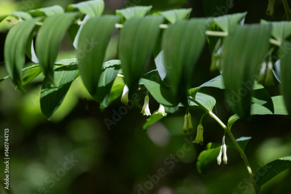 Fototapeta Blooming Polygonatum on a dark background