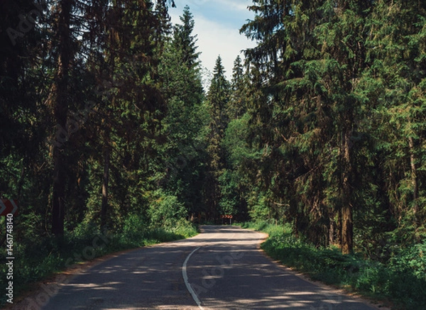 Fototapeta Scenic winding road surrounded by tall trees under bright blue sky in a forested area