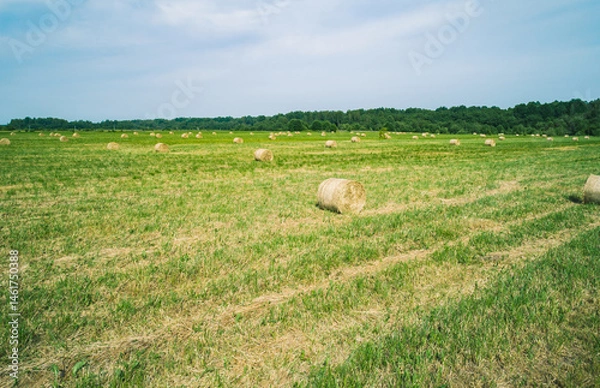 Fototapeta A vast green field is dotted with round bales of hay, neatly arranged in rows