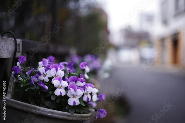 Obraz 道端にパンジー