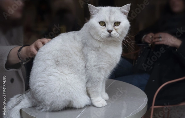 Obraz Friendly cat sitting on a table receiving affection from two people indoors