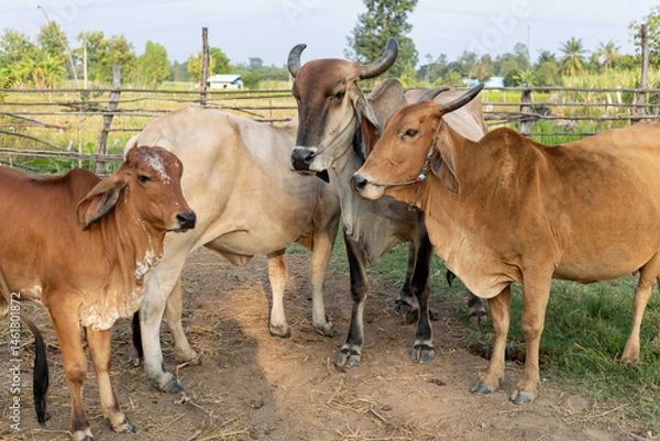Obraz A herd of cows  in a countryside cowshed on an agricultural farm