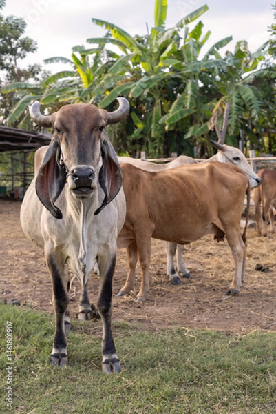 Obraz Cows standing in a cowshed on a rural livestock farm