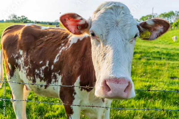 Fototapeta portrait of a cow in a field