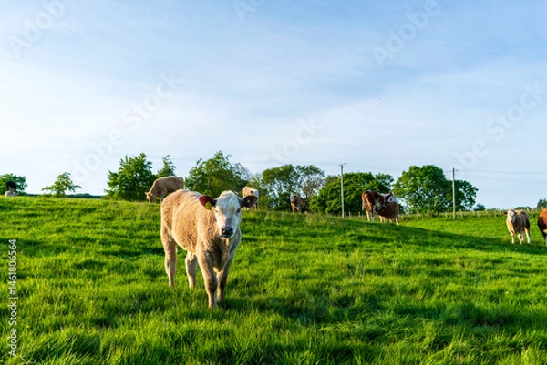 Fototapeta cows in the field