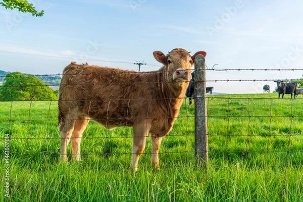 Fototapeta a cow in a field