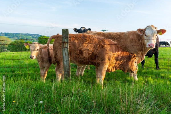 Fototapeta cows on a meadow