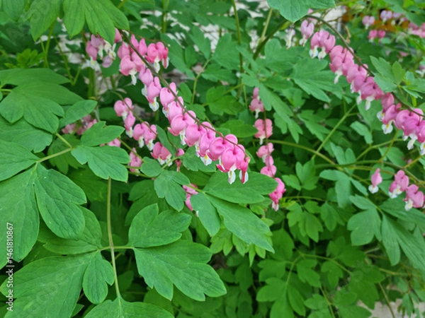 Obraz A closeIt's a bleeding heart in full bloom -up of a bleeding-heart leaf.	