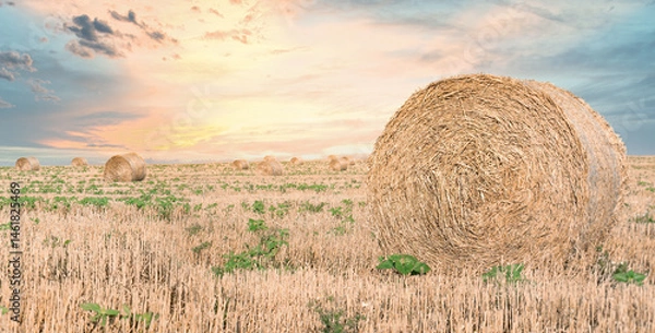 Fototapeta Hay bales in the field, straw rolls of wheat on farm, beautiful landscape in hay bale field