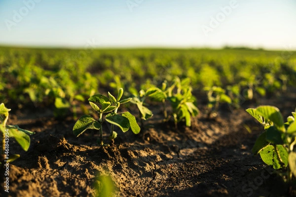 Fototapeta Closeup of soybean plants sprouting on soft textured field during sunset