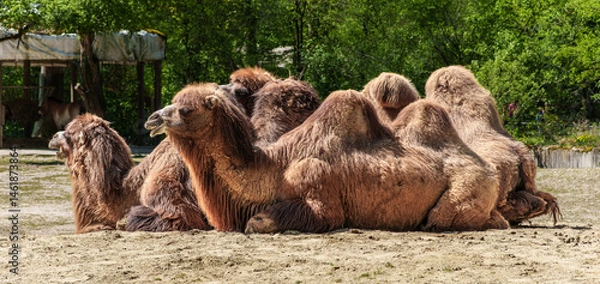 Fototapeta Bactrian camel, Camelus bactrianus in a german park