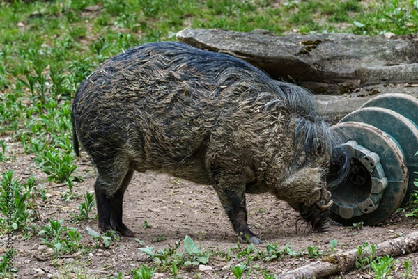 Fototapeta The Visayan warty pig, Sus cebifrons is a critically endangered pig