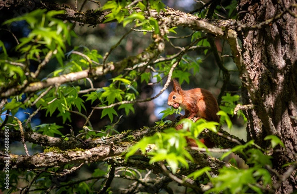 Obraz Écureuil et Noisette