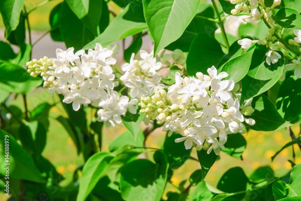 Obraz Blooming varietal selection white lilac (Syrínga). 