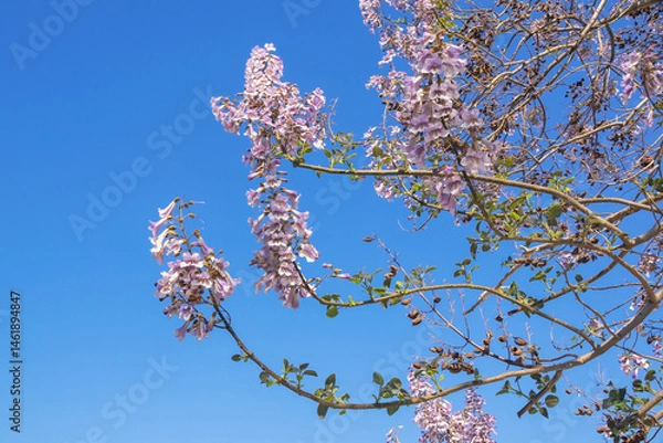 Fototapeta Branches of Empress tree ( Paulownia tomentosa ) with beautiful pink flowers on sunny spring day