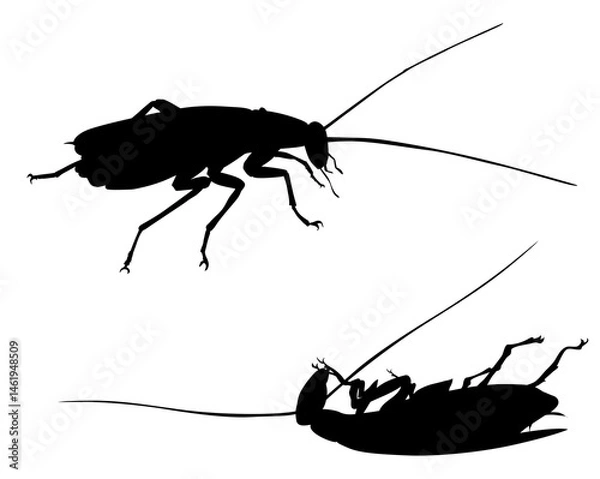 Obraz Cockroach. Pests control