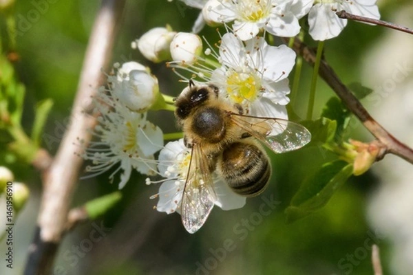 Fototapeta bee on a flower