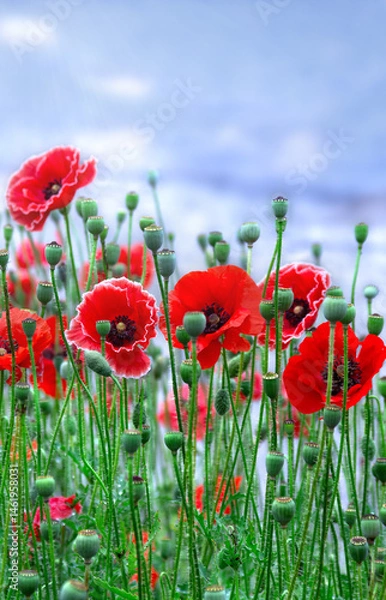 Fototapeta Flowers red poppies ( Papaver rhoeas, corn poppy, corn rose, field poppy, red weed, coquelicot ) on field on a background blue sky with clouds
