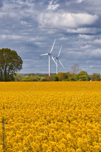 Obraz Wind turbines with dramatic sky and canola field on the Swedish countryside in Skane, Sweden