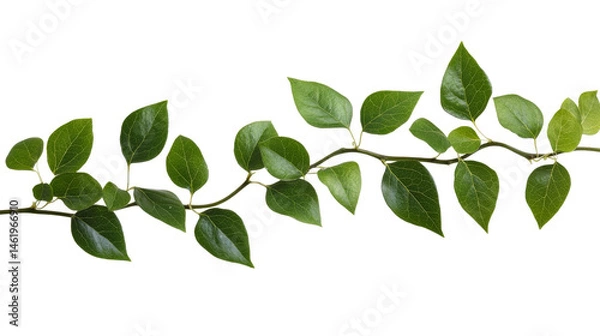 Obraz Vibrant green leaves on a slender vine with a transparent background