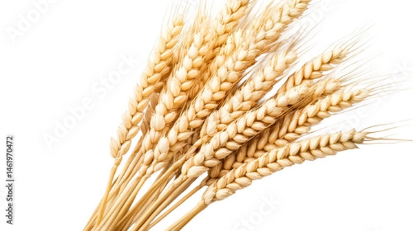 Obraz Wheat stalks gathered for harvest display with transparent background