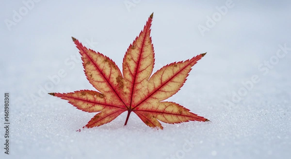 Fototapeta red maple leaf،leaf, autumn, marijuana, plant, isolated, nature, cannabis, green, leaves, maple, fall, red, white, 