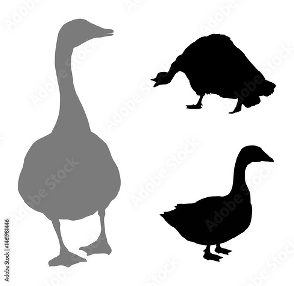Obraz Vector goose. Farm animals