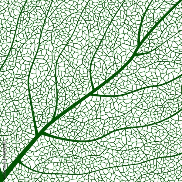 Obraz Close-up green leaf texture with intricate details of leaf veins showcasing natures botanical textures and patterns