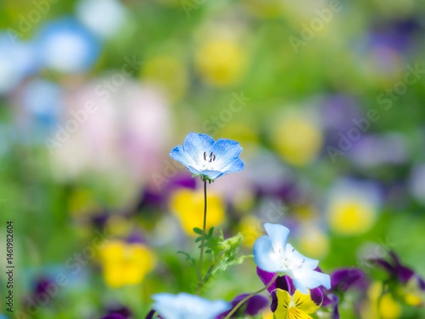 Fototapeta 春の公園や花壇を彩るネモフィラのある風景。眩しい日差しでボケた景色。ぼんやりした花畑のイメージ。