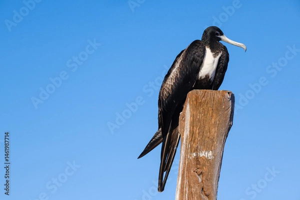 Obraz Frigatebird perched on wooden post under clear blue sky