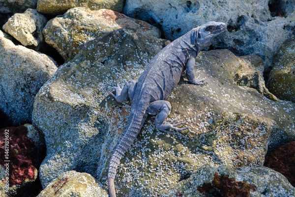 Obraz Iguana perched on some rocks in Holbox