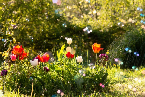 Obraz Printemps fond arrière-plan fleuri et tulipe