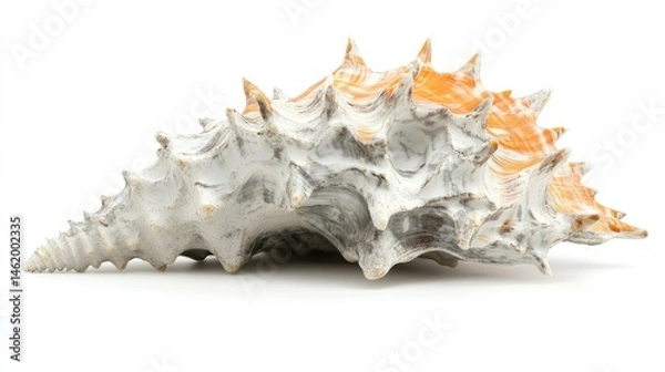 Obraz Beautiful Sea Shell with Spikes and Orange Accents on White Background
