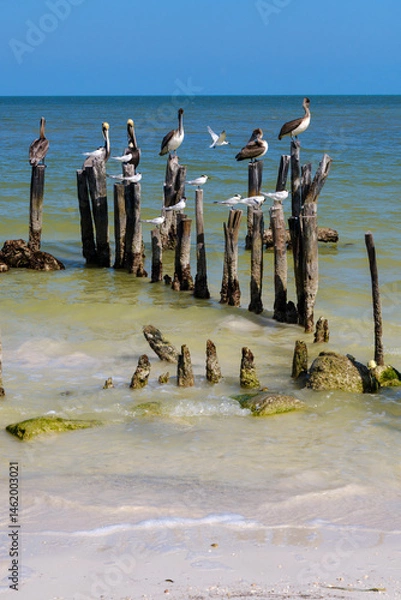 Obraz Brown Pelicans on Holbox Shoreline