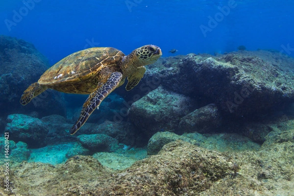 Fototapeta Hawaiian Green Sea Turtle 